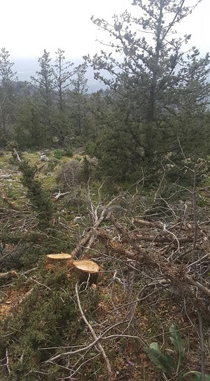 North Cyprus News - Illegal tree felling - Bufavento