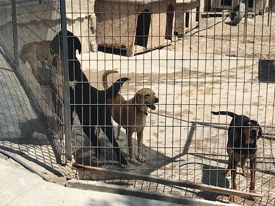 North Cyprus News - Dogs - KAR